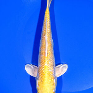8.5" GINRIN HARIWAKE