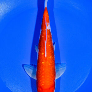 8.5" GINRIN KOHAKU