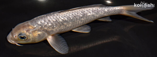 8.5" GINRIN SORAGOI