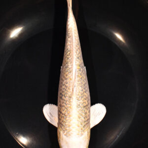 8.5" GINRIN YAMABUKI OGON