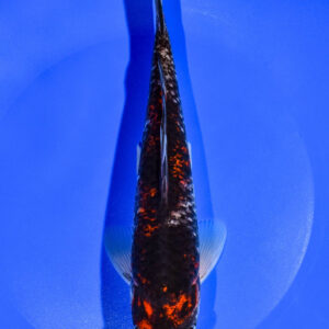 8.5" GOSHIKI