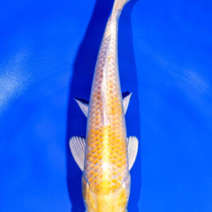 8.5" HARIWAKE