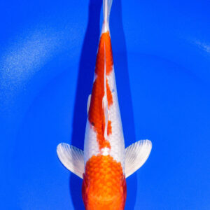 8.5" HARIWAKE