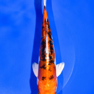 8.5" HEISEI NISHIKI