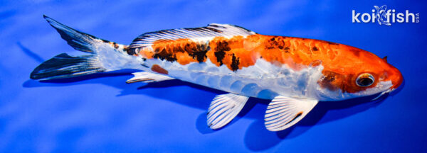 8.5" HEISEI NISHIKI