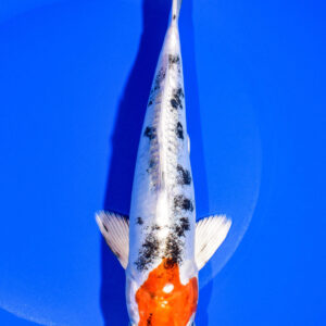 8.5" HEISEI NISHIKI