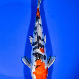 8.5" HEISEI NISHIKI