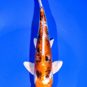 8.5" HEISEI NISHIKI
