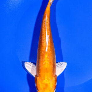 8.5" KIKUSUI