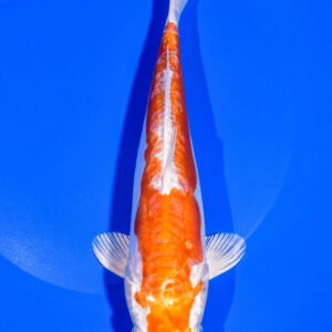 8.5" KIKUSUI