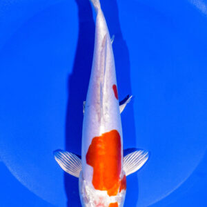 8.5" KIKUSUI