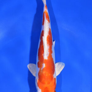 8.5" KIKUSUI