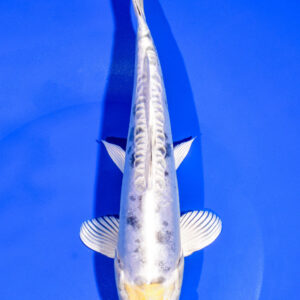 8.5" KIN KIKOKURYU