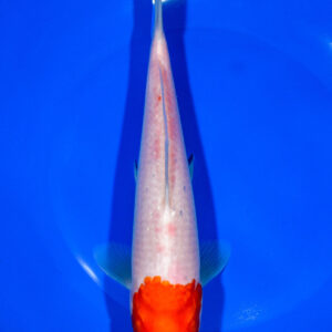 8.5" KOHAKU FOR SALE