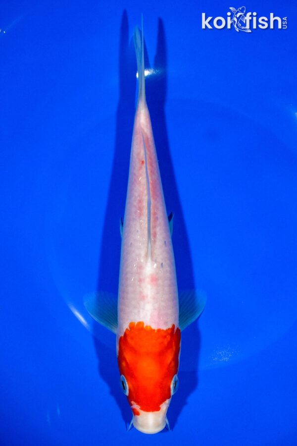 8.5" KOHAKU FOR SALE