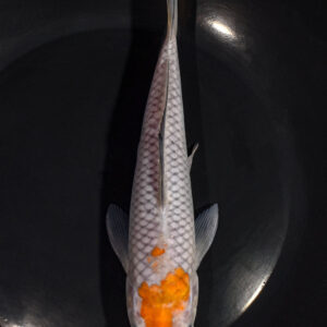 8.5" OCHIBA SHIGURE