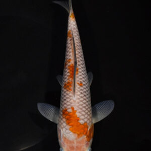 8.5" OCHIBA SHIGURE