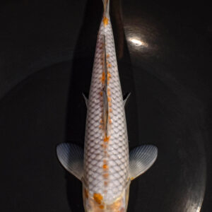 8.5" SORAGOI