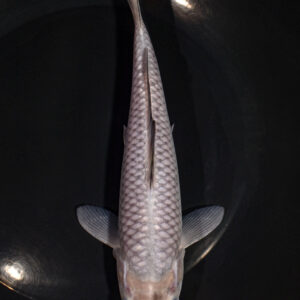 8.5" SORAGOI