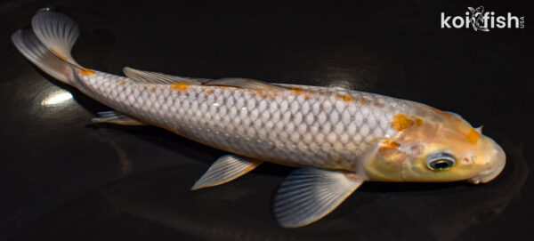 8.5" SORAGOI