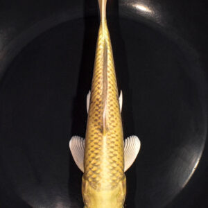 8.5" YAMABUKI OGON