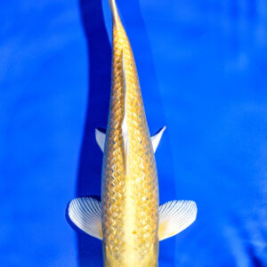 8.5" YAMABUKI OGON