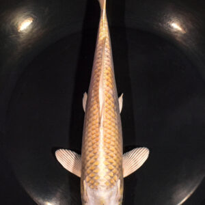 8.5" YAMABUKI OGON