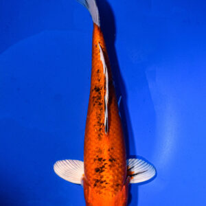 8.5" YAMATO NISHIKI