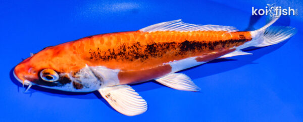 8.75" BENI KIKOKURYU