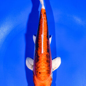 8.75" BENI KIKOKURYU