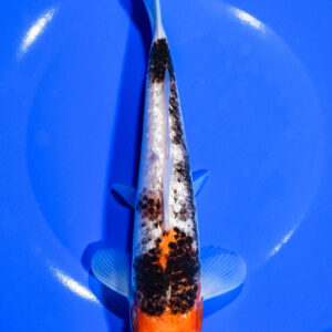 8.75" BENI MATSUKAWABAKE