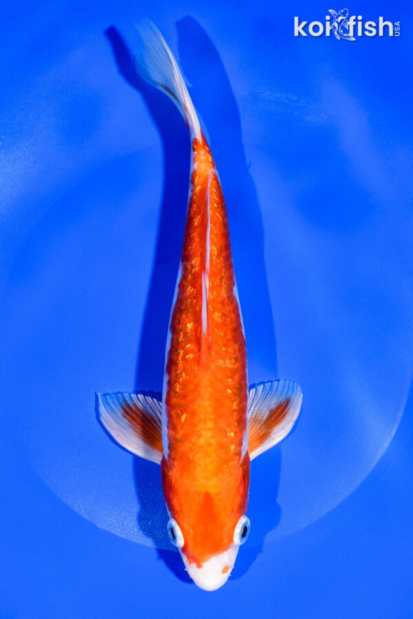 8.75" GINRIN HARIWAKE