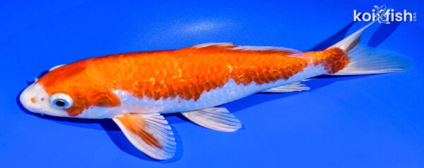 8.75" GINRIN HARIWAKE