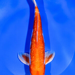 8.75" GINRIN HARIWAKE