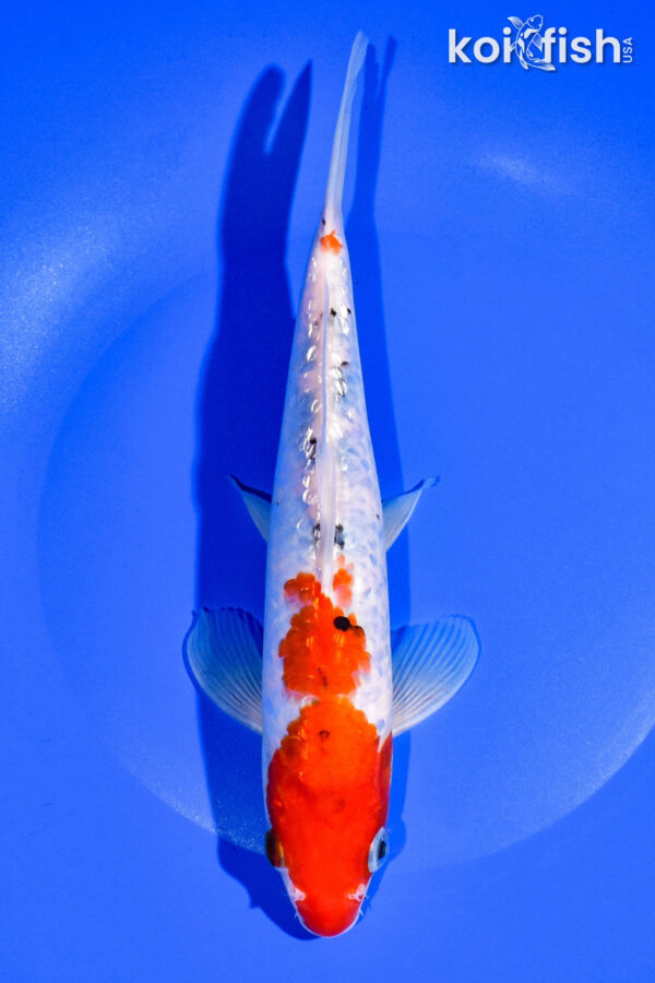 8.75" GINRIN SANKE