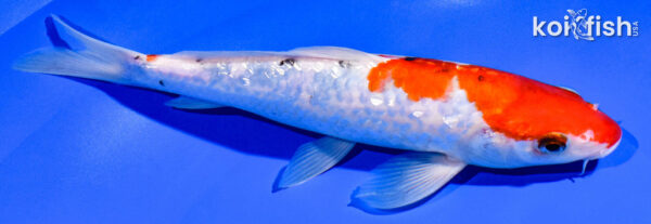 8.75" GINRIN SANKE