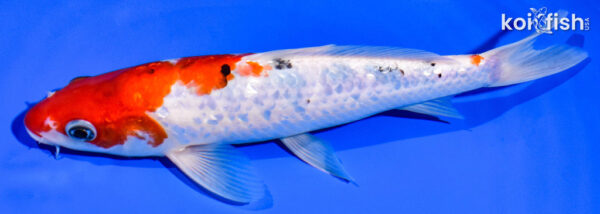 8.75" GINRIN SANKE