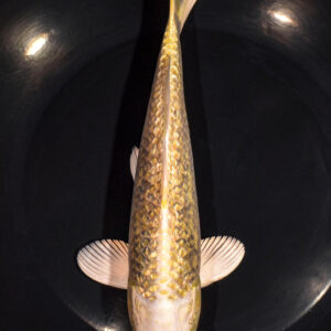 8.75" GINRIN YAMABUKI OGON