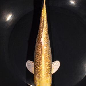8.75" GINRIN YAMABUKI OGON
