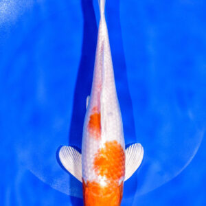 8.75" HARIWAKE