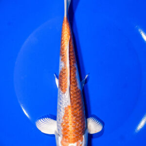 8.75" HARIWAKE