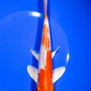 8.75" HARIWAKE