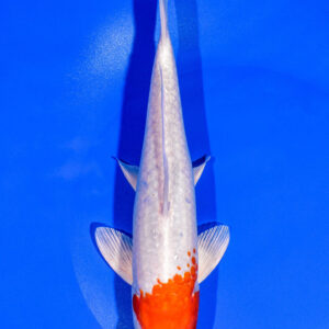 8.75" HARIWAKE