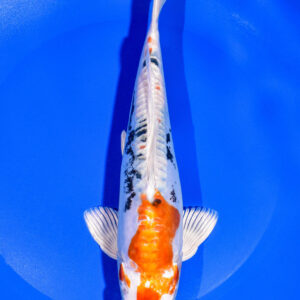 8.75" HEISEI NISHIKI