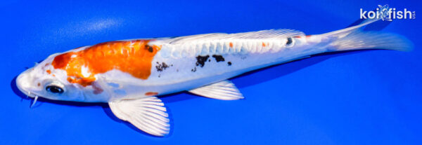 8.75" HEISEI NISHIKI