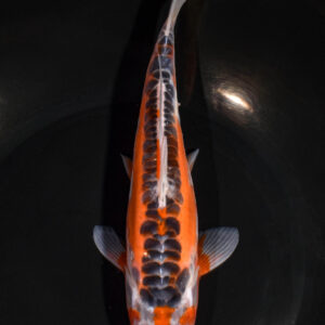 8.75" HI SHUSUI