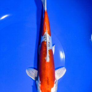 8.75" KIKUSUI