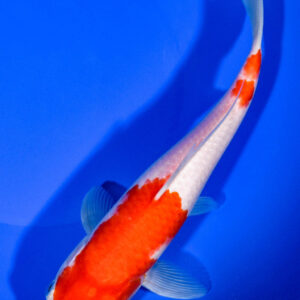 8.75" KOHAKU