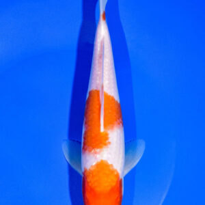 8.75" KOHAKU