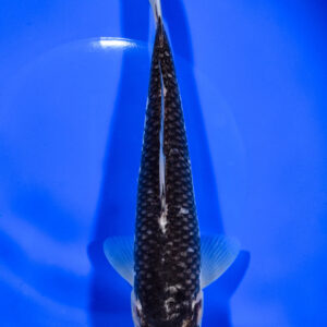 8.75" MATSUKAWABAKE
